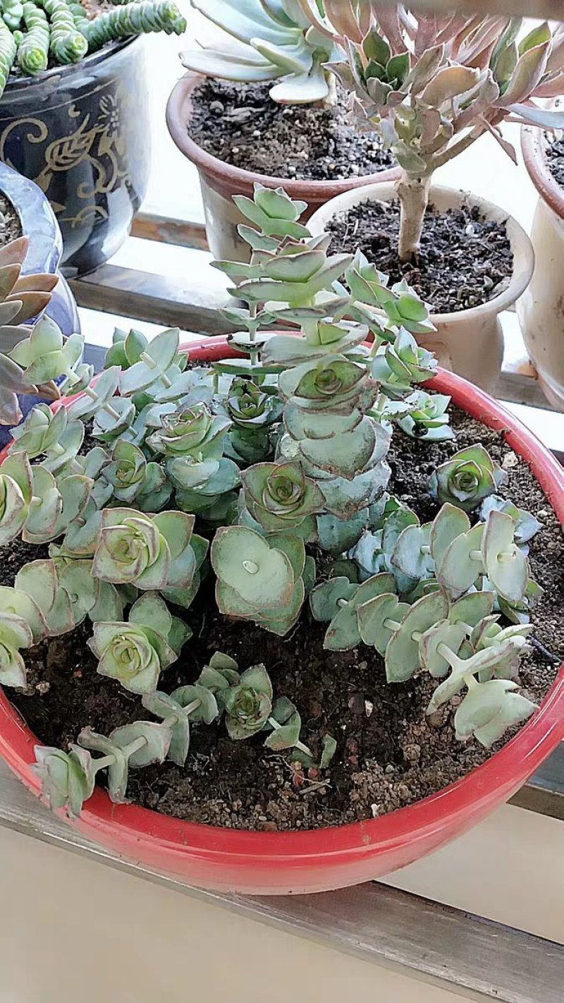 星王子多肉植物大颗群生绿植盆栽肉肉花卉满20棵包邮