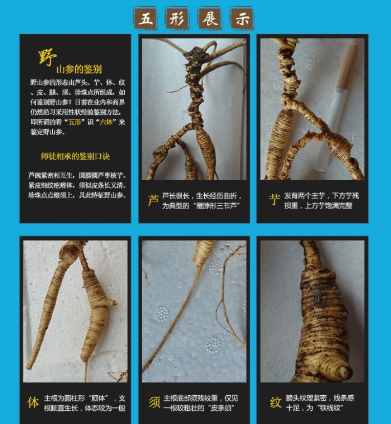 长白山野生70年左右人参