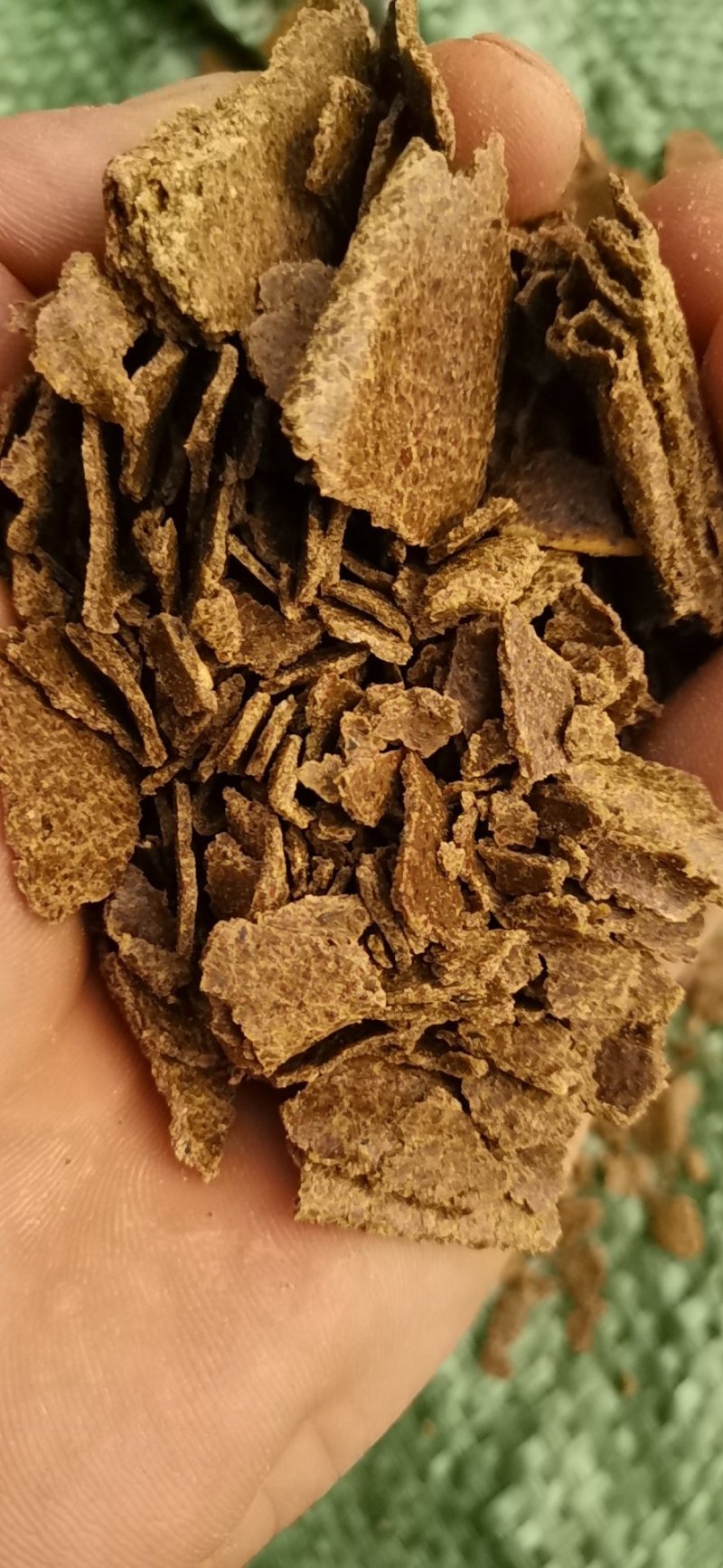 菜籽枯