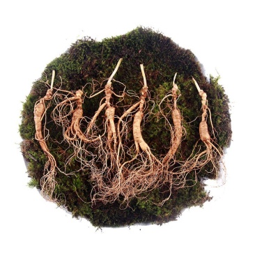长白山宁林种植野人参。