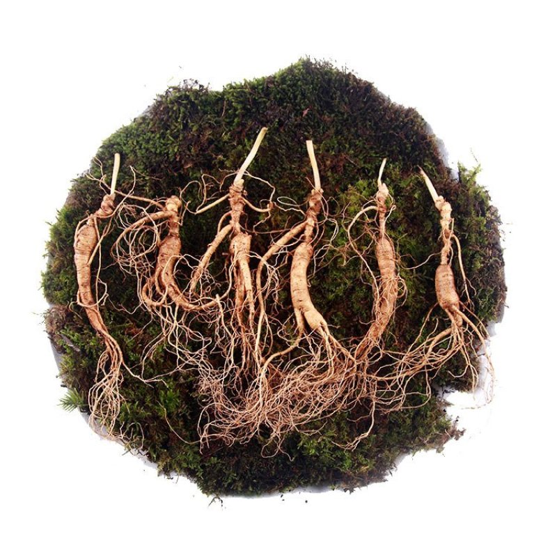 长白山宁林种植野人参。