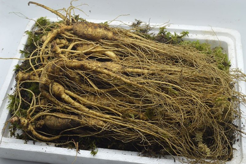 长白山宁林种植野人参。