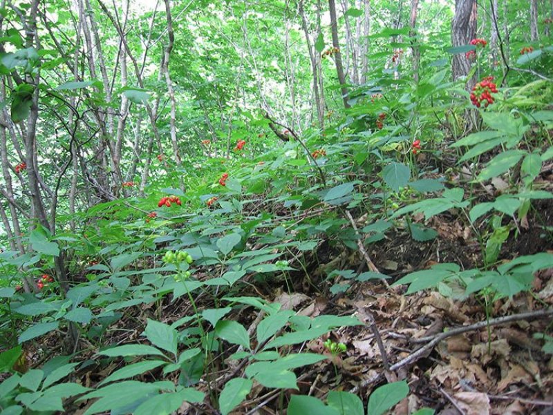长白山宁林种植野人参。