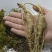 长白山宁林种植野人参。