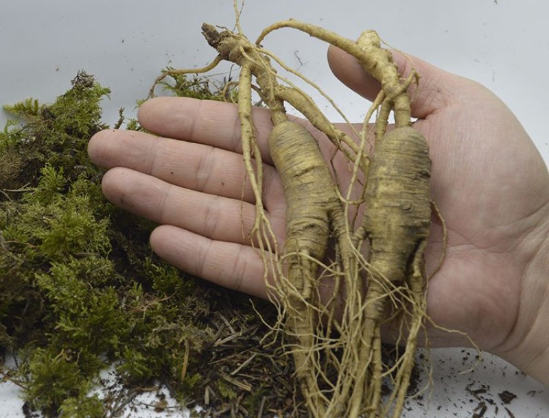 长白山宁林种植野人参。