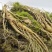 长白山宁林种植野人参。