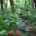 长白山宁林种植野人参。