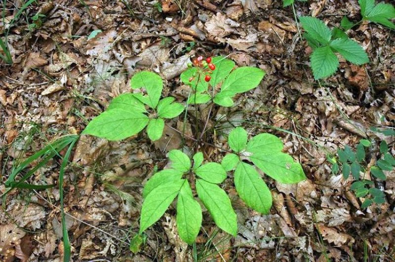 长白山宁林种植野人参。