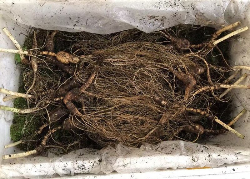 长白山宁林种植野人参。