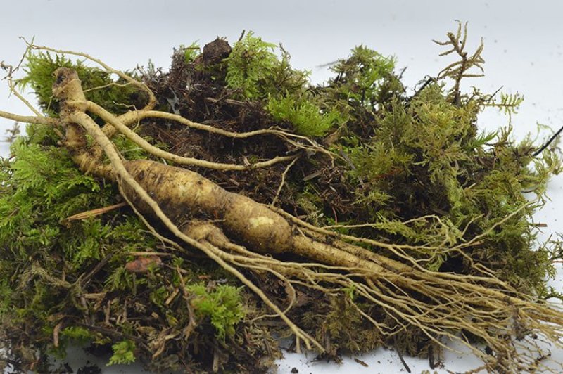 长白山宁林种植野人参。