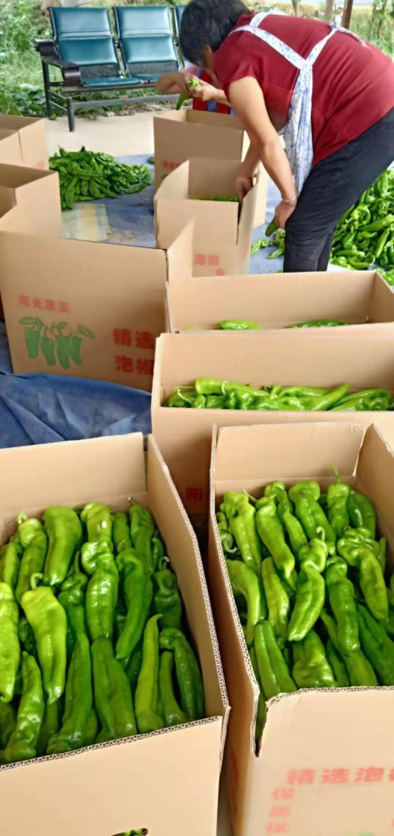 辣椒301辣椒薄皮大椒15～20cm微辣大量现货