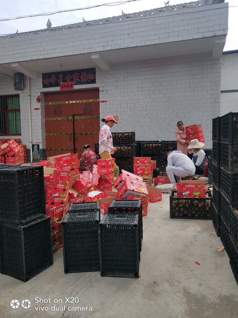 陕西绿心猕猴桃眉县海沃德大量供应质量保证精品果型好