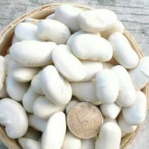 白芸豆【100斤】贵州高原生态白芸豆。无污染。品质保