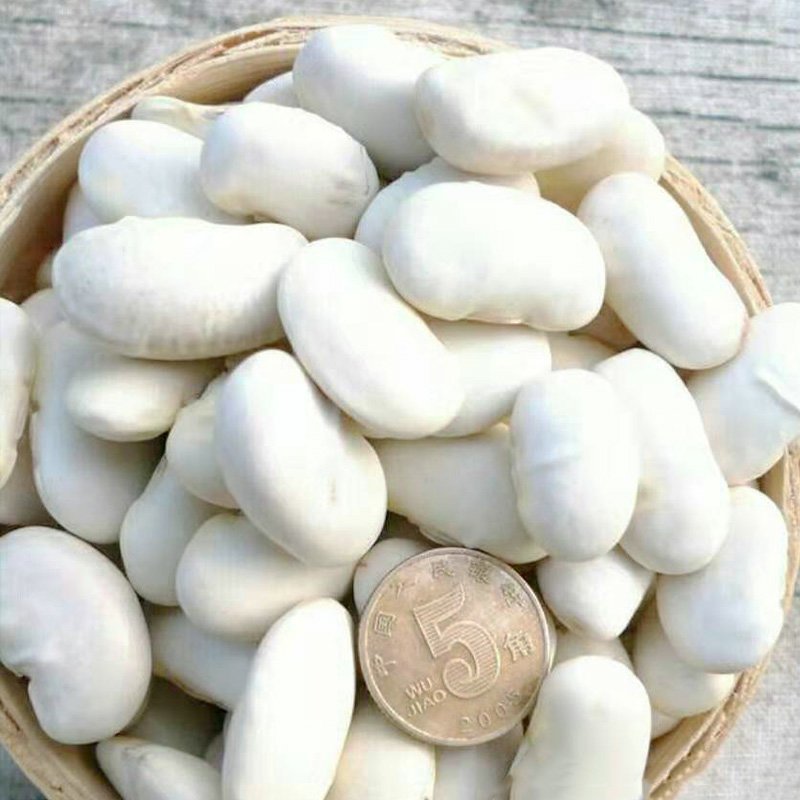 白芸豆【100斤包邮】贵州高原生态白芸豆。无污染。品质保