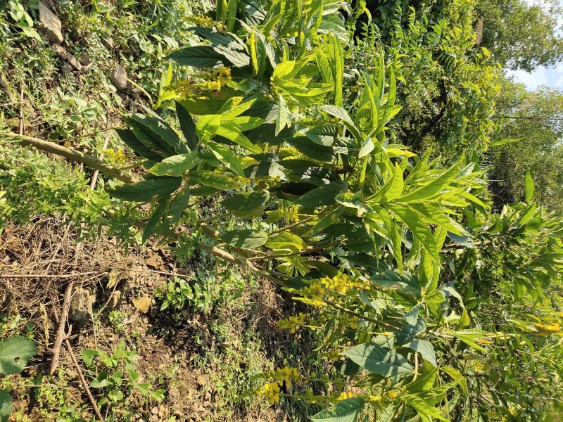 黄花倒水莲树桩野生黄花倒水莲大颗整颗出售