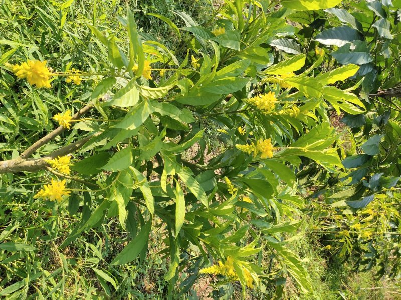 黄花倒水莲树桩野生黄花倒水莲大颗整颗出售