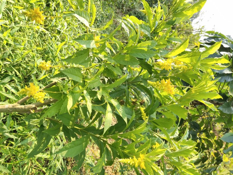 黄花倒水莲树桩野生黄花倒水莲大颗整颗出售