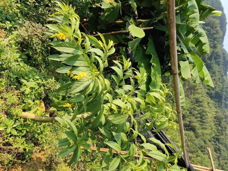 黄花倒水莲树桩野生黄花倒水莲大颗整颗出售