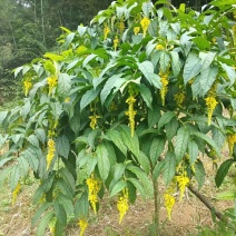 黄花倒水莲树桩野生黄花倒水莲大颗整颗出售