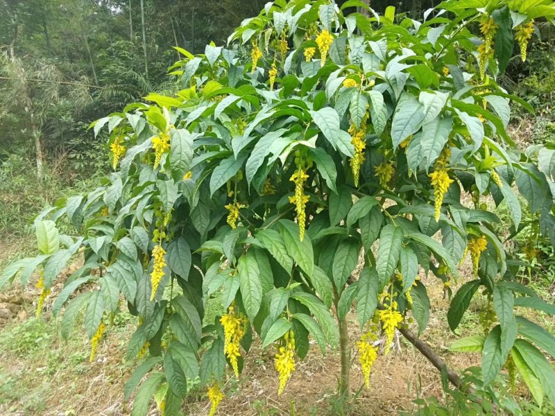 黄花倒水莲树桩野生黄花倒水莲大颗整颗出售