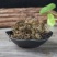 青天葵独脚天葵珍珠叶半边伞非野生中药材