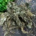 青天葵独脚天葵珍珠叶半边伞非野生中药材