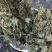 青天葵独脚天葵珍珠叶半边伞非野生中药材