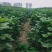 秋树苗可以预定了