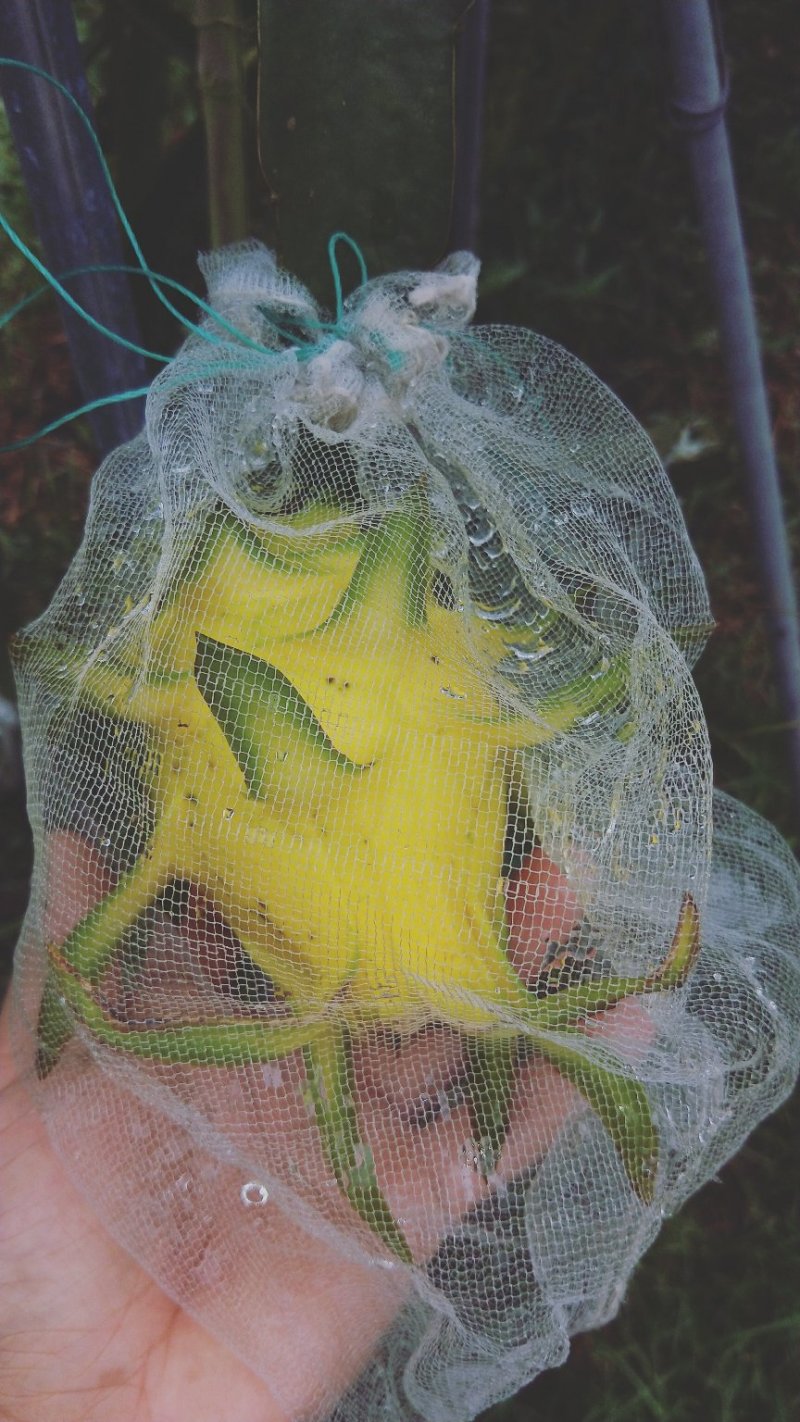 无刺黄龙火龙果苗黄龙果苗盆栽火龙果苗四季以色列黄皮白肉