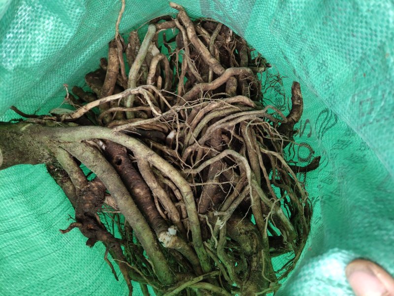 黄花倒水莲根野生黄花参