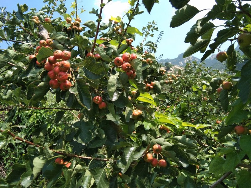 山东大绵球山楂一件代发，批发，果园装货，一手货源