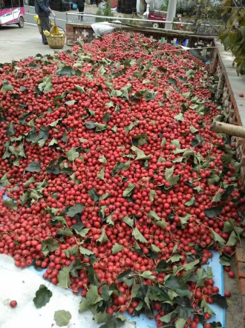 山东大绵球山楂一件代发，批发，果园装货，一手货源