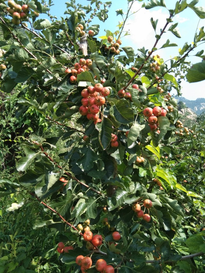山东大绵球山楂一件代发，批发，果园装货，一手货源