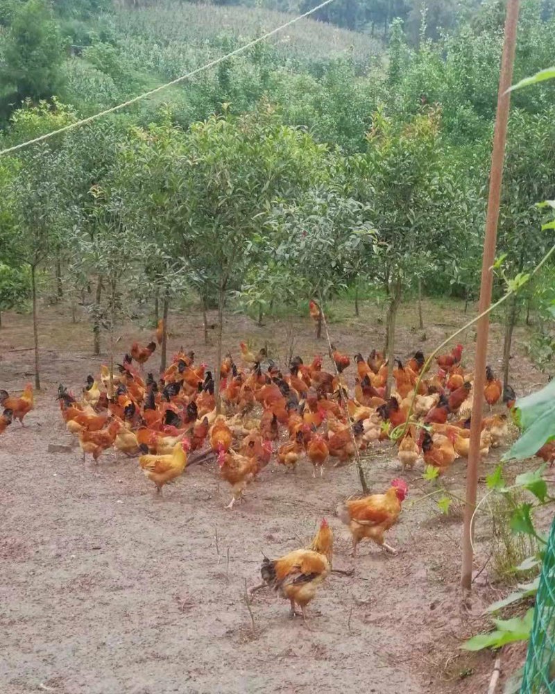 桂花树