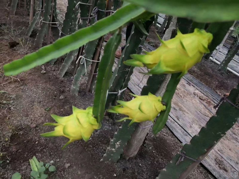 无刺黄龙火龙果苗黄龙果苗盆栽火龙果苗四季以色列黄皮白肉