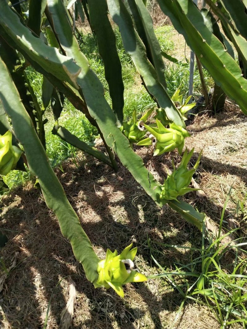 无刺黄龙火龙果苗黄龙果苗盆栽火龙果苗四季以色列黄皮白肉