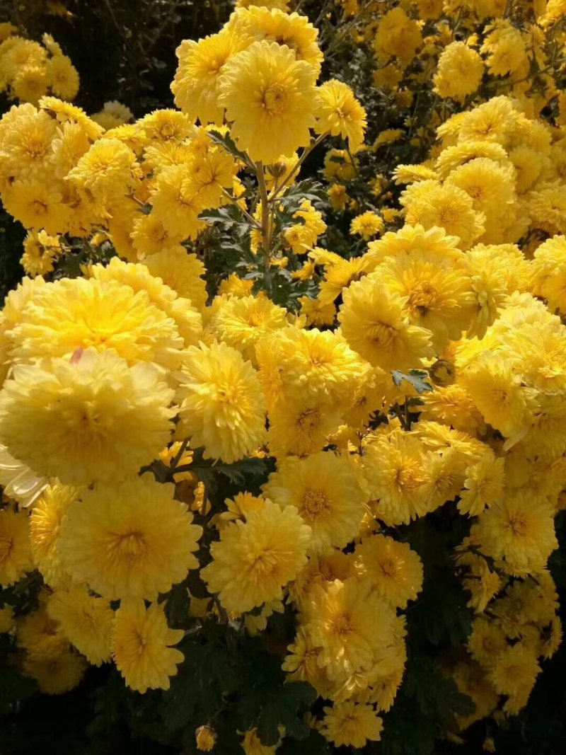 河南焦作怀菊花大量供应