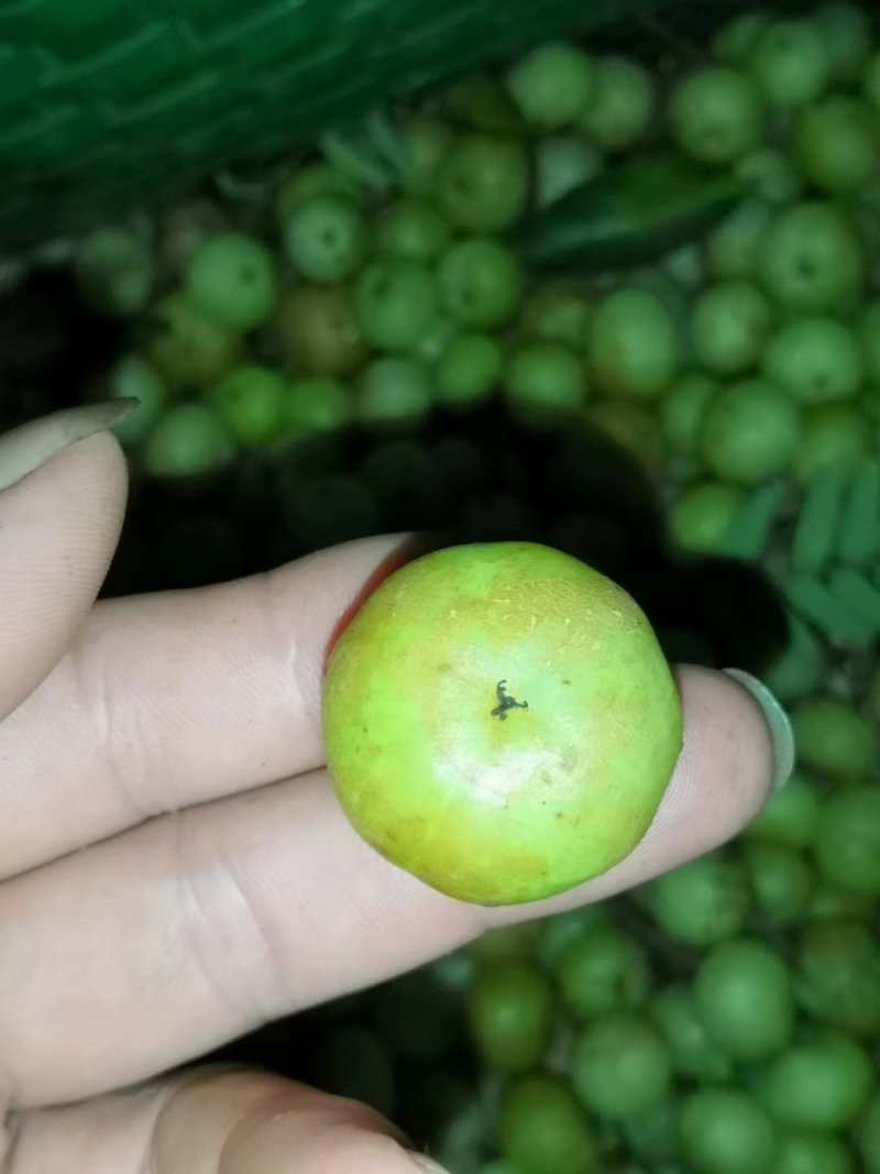 柿饼甜余甘果苗，嫁接大果柿饼油甘果油甘子苗
