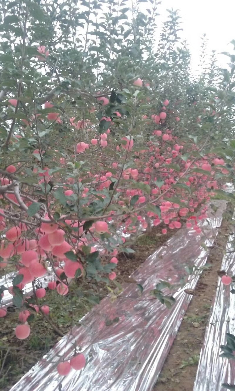 冷库富士苹果大量出货中，规格齐全价格优惠条纹片红欢迎来电