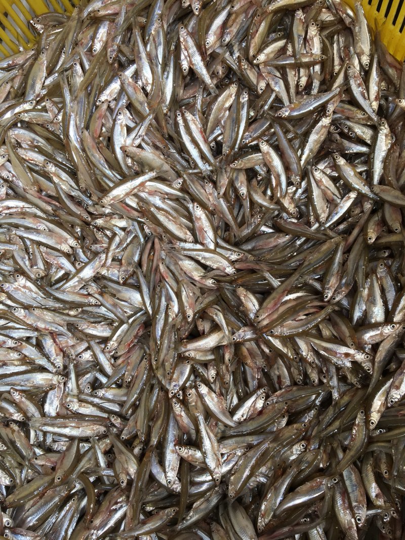开肚冰鲜白肖鱼、白条鱼，每天新鲜供应