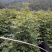 青钱柳种子，青钱柳茶叶，青钱柳小苗，有需要的可以电话咨询