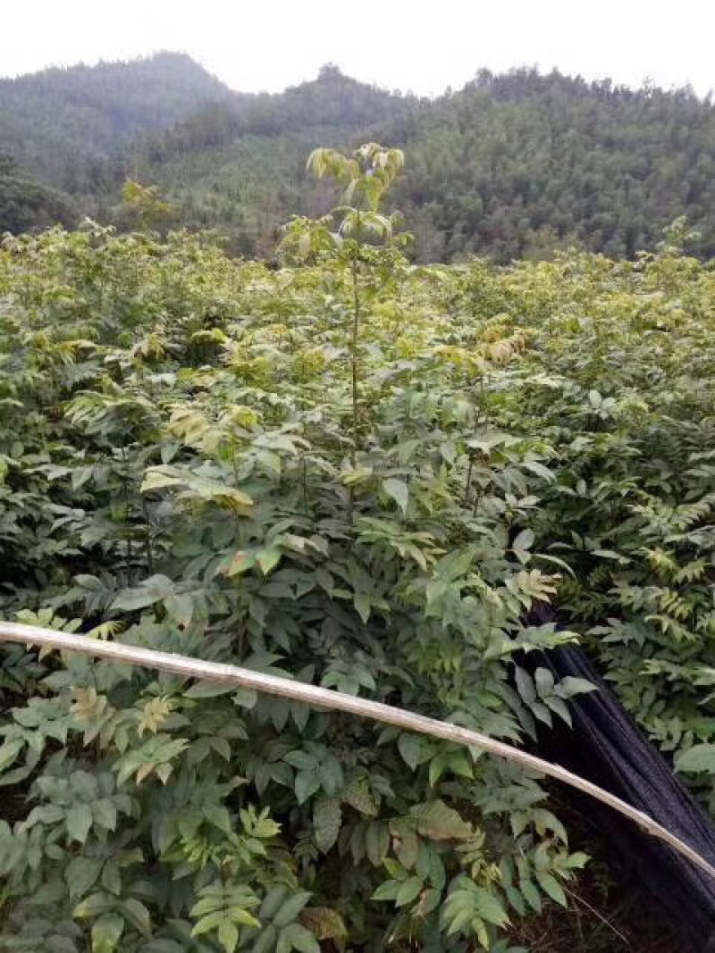 青钱柳种子，青钱柳茶叶，青钱柳小苗，有需要的可以电话咨询