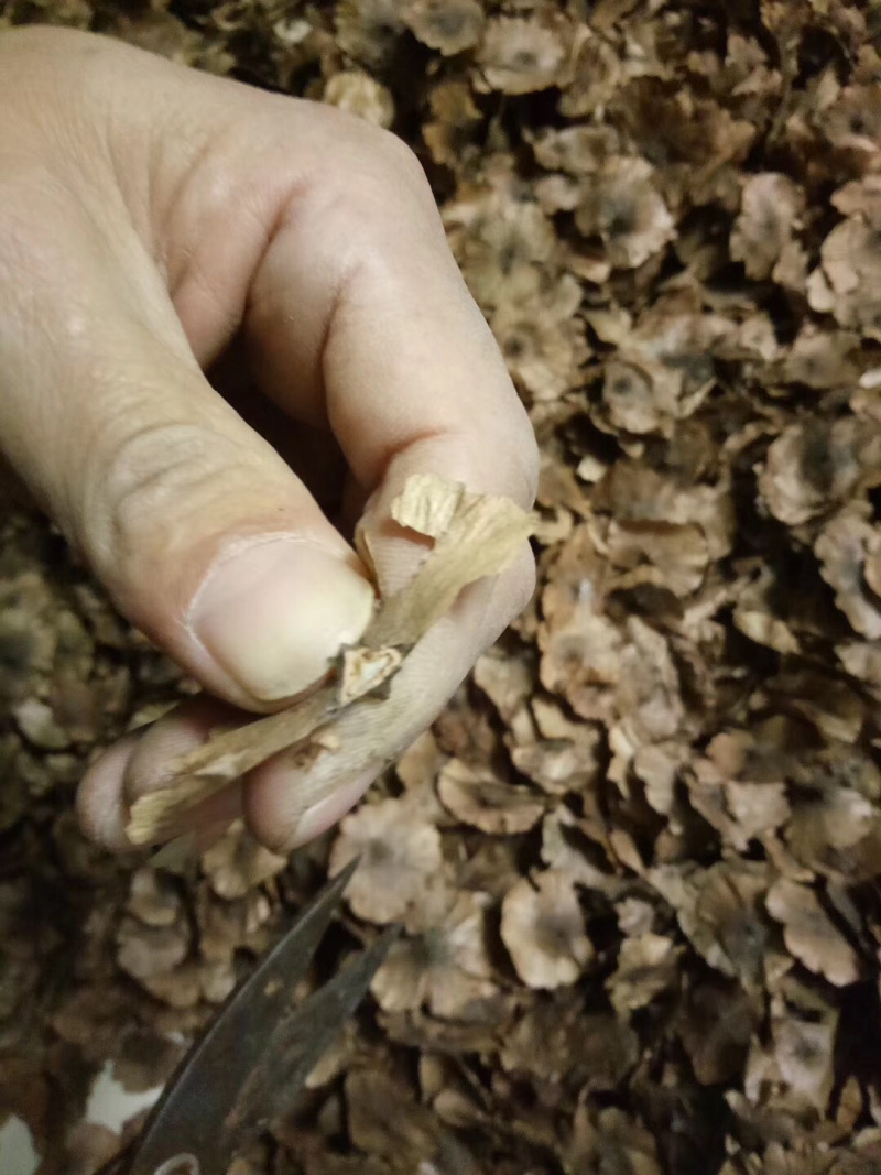 青钱柳种子，青钱柳茶叶，青钱柳小苗，有需要的可以电话咨询