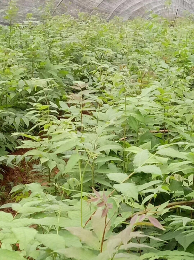 青钱柳种子，青钱柳茶叶，青钱柳小苗，有需要的可以电话咨询