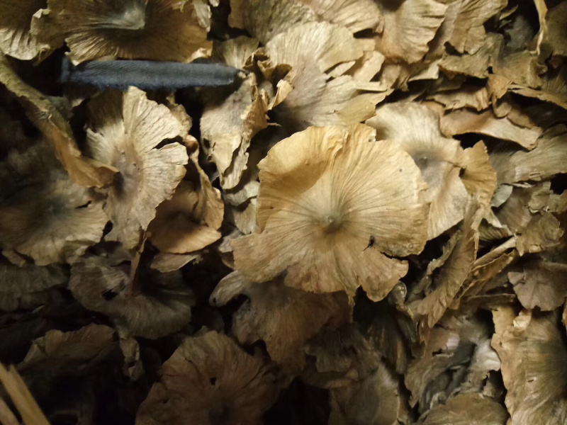 青钱柳种子，青钱柳茶叶，青钱柳小苗，有需要的可以电话咨询