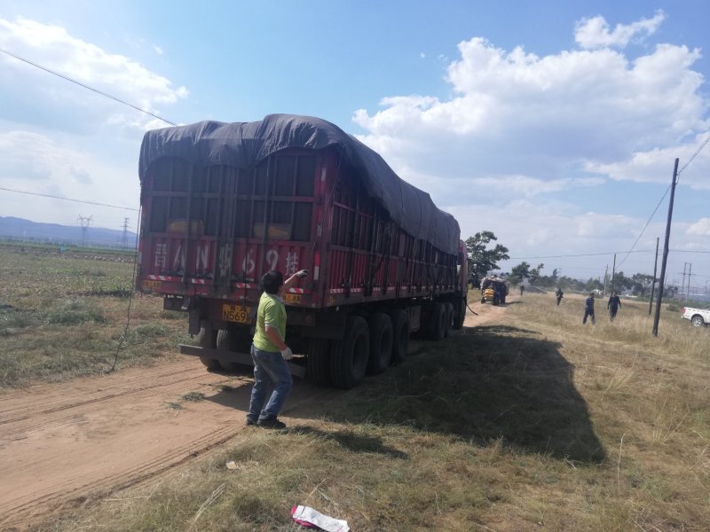 黄沙土226荷兰十五产地直发代收代办