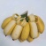 香蕉苗皇帝蕉粉蕉苗红香蕉苗威廉斯中蕉9号