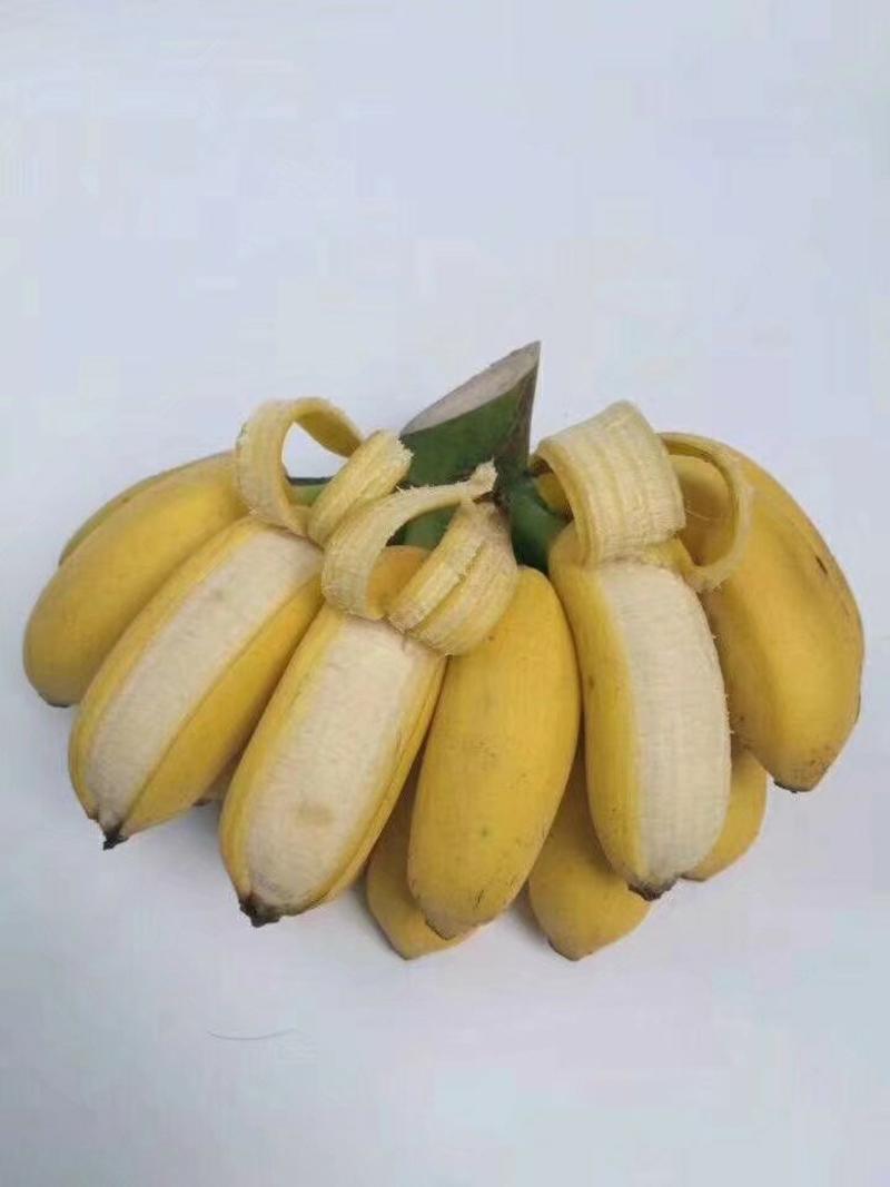 香蕉苗皇帝蕉粉蕉苗红香蕉苗威廉斯中蕉9号