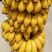香蕉苗皇帝蕉粉蕉苗红香蕉苗威廉斯中蕉9号