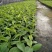 香蕉苗皇帝蕉粉蕉苗红香蕉苗威廉斯中蕉9号